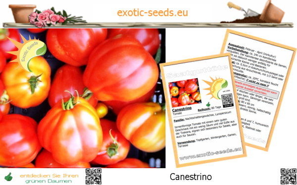 Tomate * Canestrino * für Salate und Saucen * 20 Samen